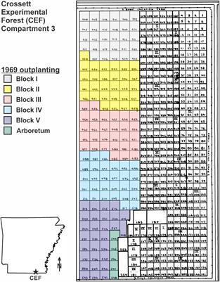 A Reevaluation of Superior Tree Performance After 48 Years for a Loblolly Pine Progeny Test in Southern Arkansas